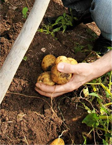 Foto de una mano recogiendo patatas de un huerto
