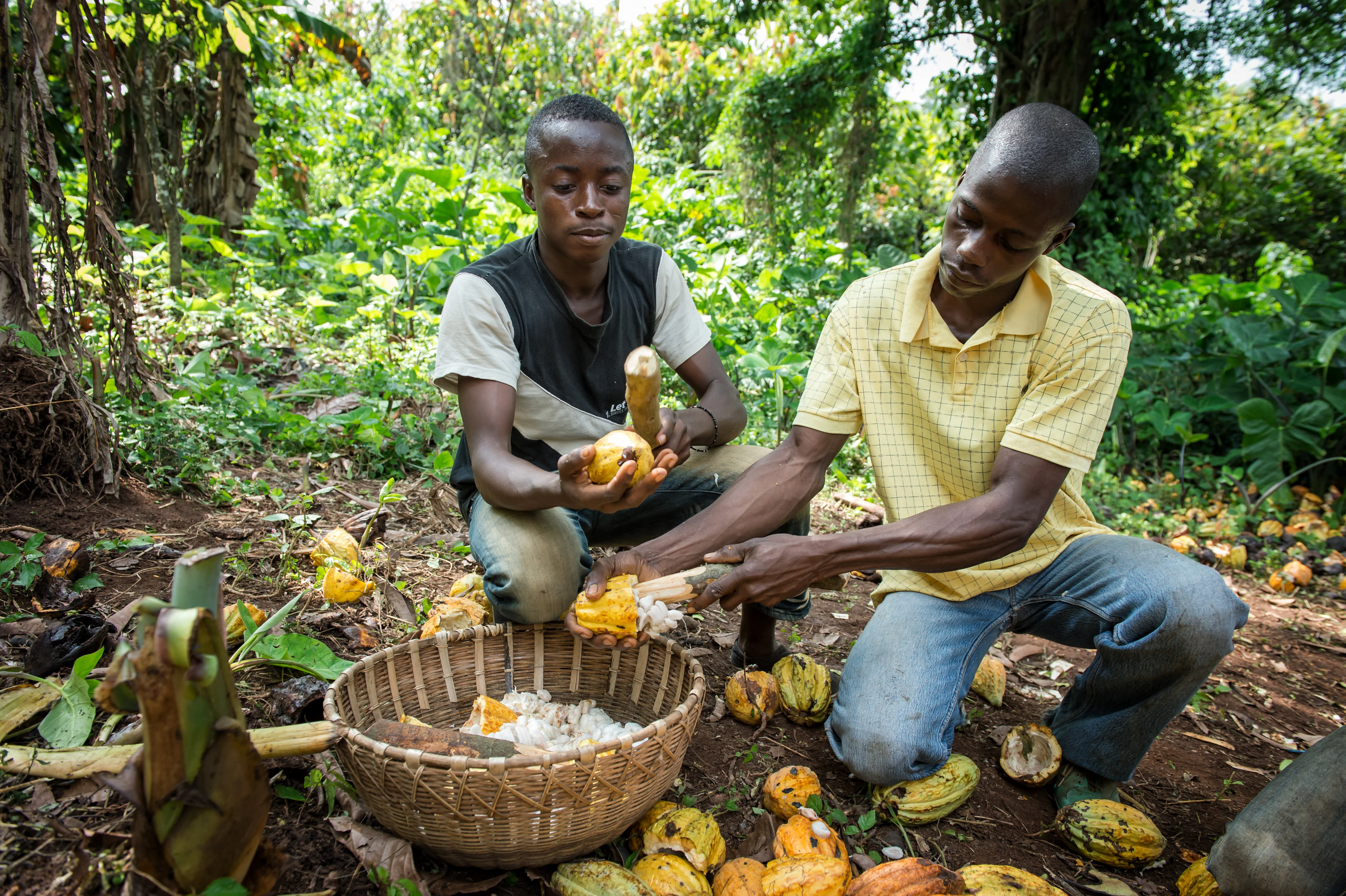 imagen del cocoa plan