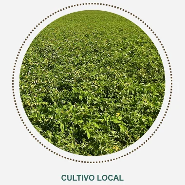 cultivo