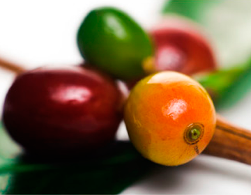 Fruta_Nestlé Professional