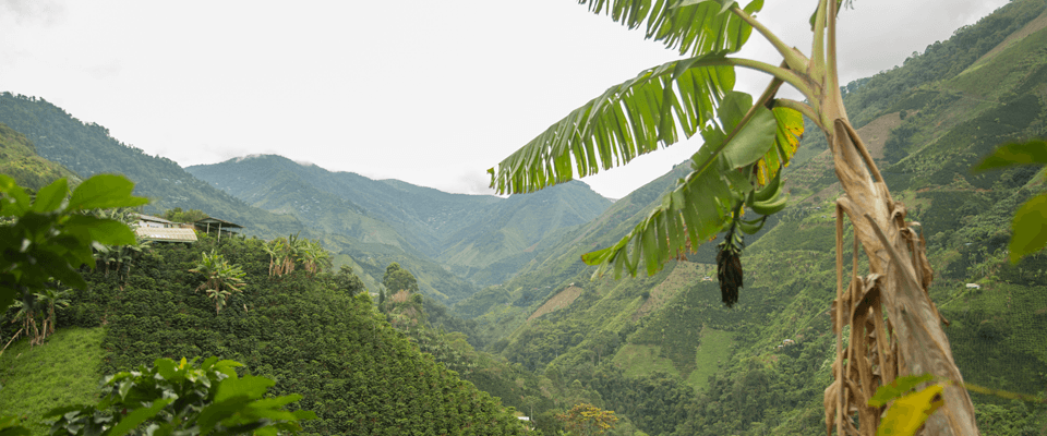 imagen del artículo mokambo cabecera
