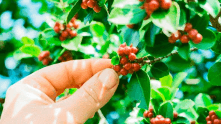 5 razones para escoger café sostenible