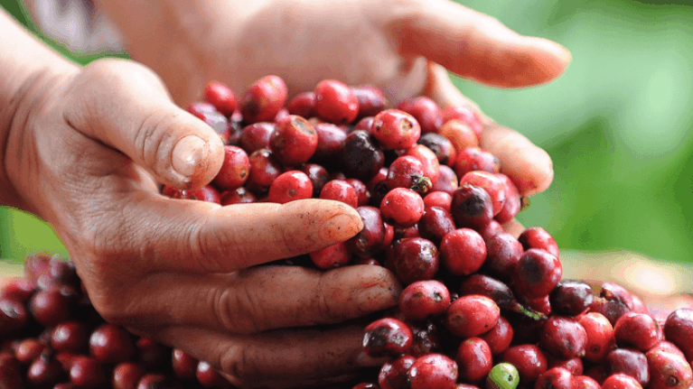 Nestlé y su compromiso con la sostenibilidad