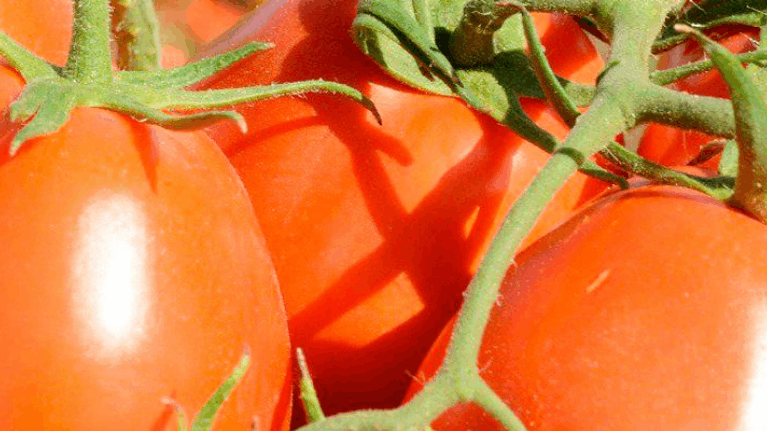 Cabecera tomates solis