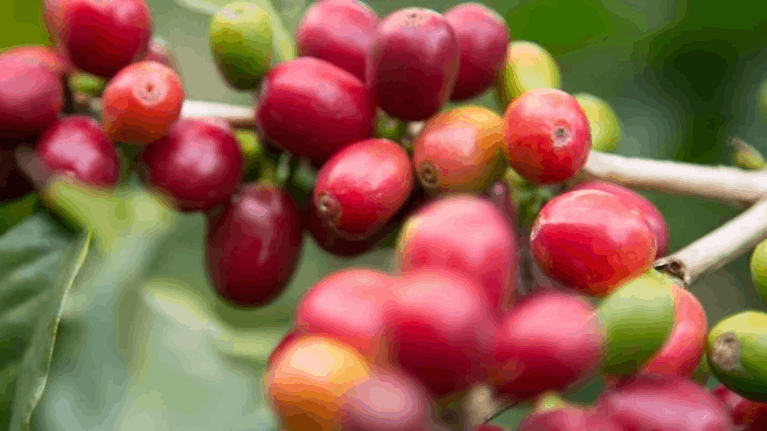 cabecera cafe vending jornada