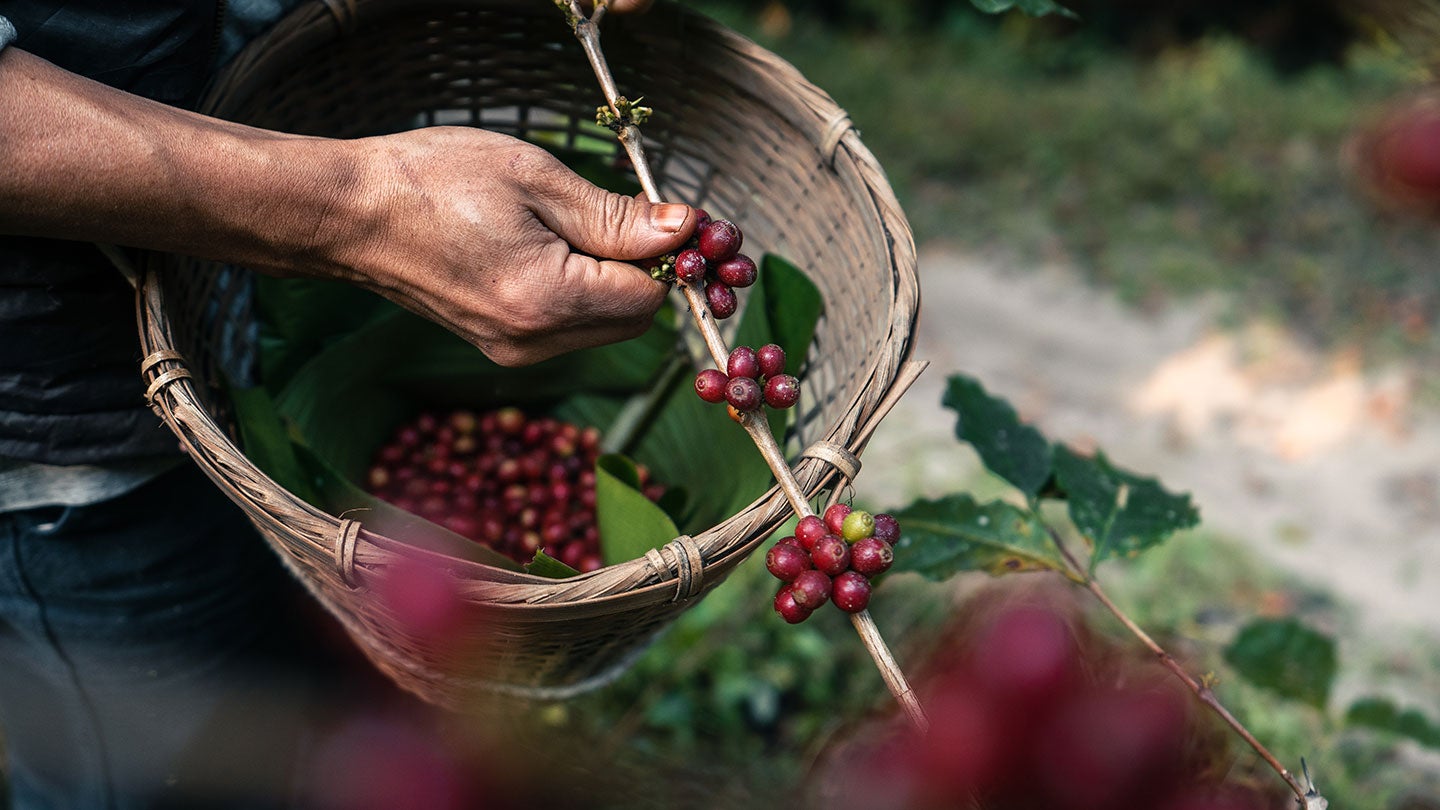 Sostenibilidad del café