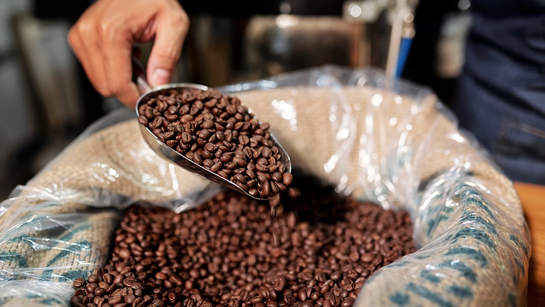 Profesional del café cogiendo café en grano de un saco