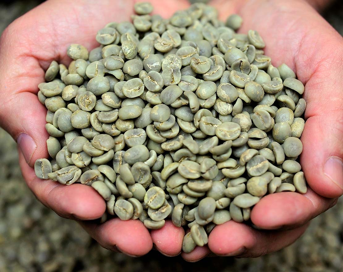 granos de café verde