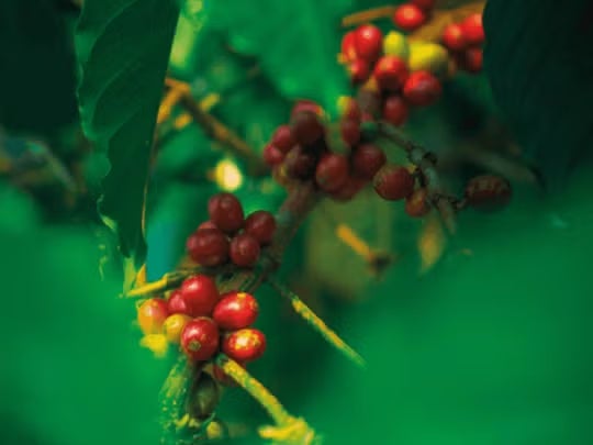 Frutos de café Brasilia