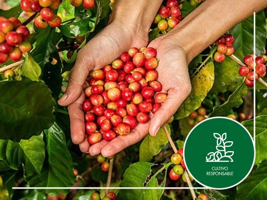 Manos sujetando bayas de café