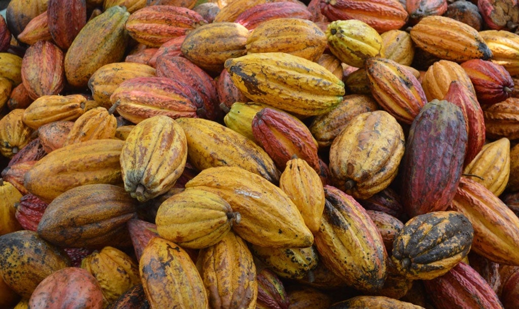 granos de cacao