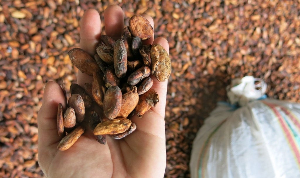 Mano sosteniendo cacao