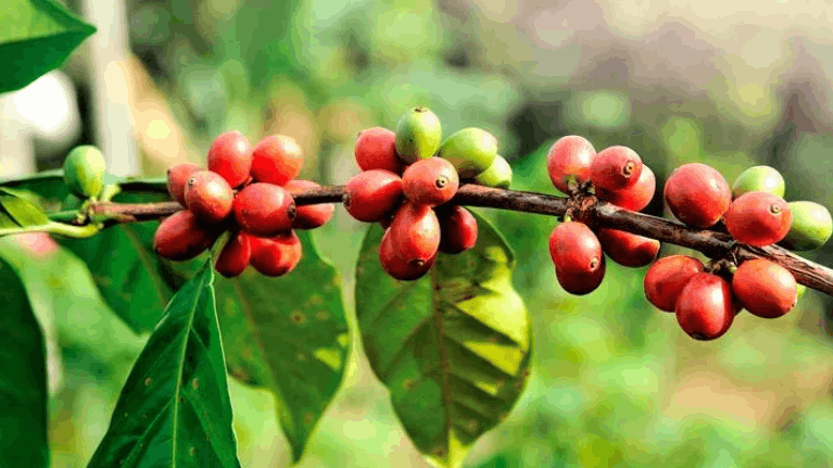 Planta de café con bayas