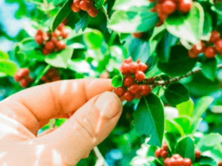 5 razones para escoger café sostenible