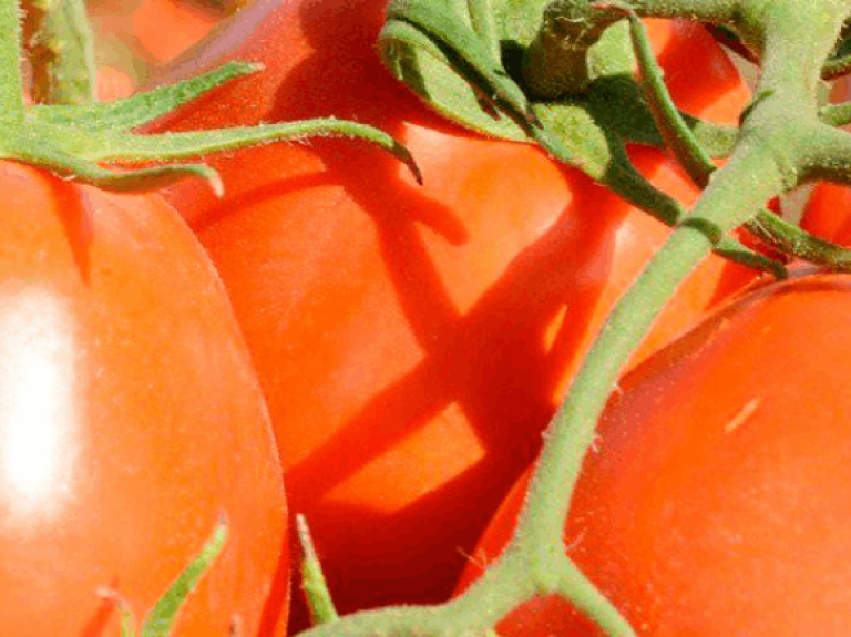 Cabecera tomates solis
