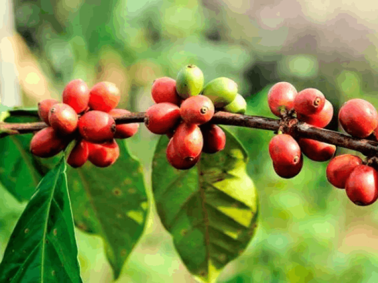 Planta de café con bayas