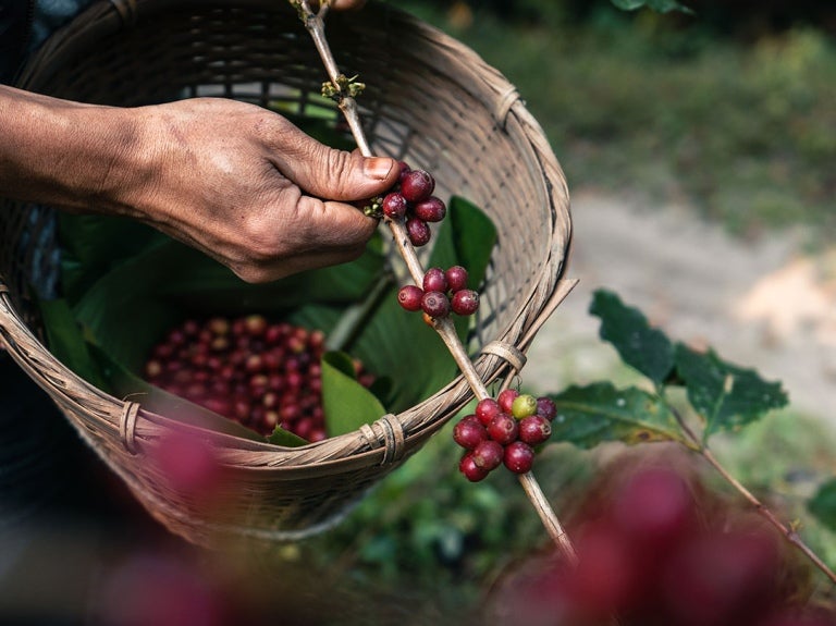 Sostenibilidad del café