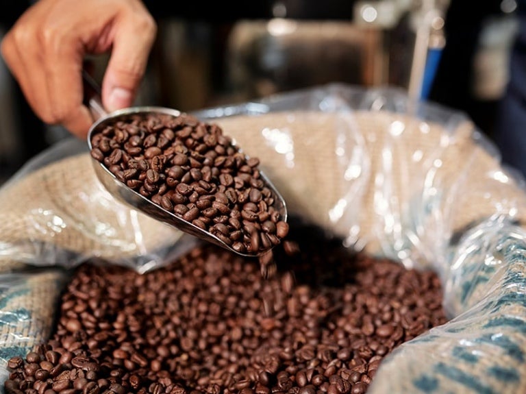 Profesional del café cogiendo café en grano de un saco