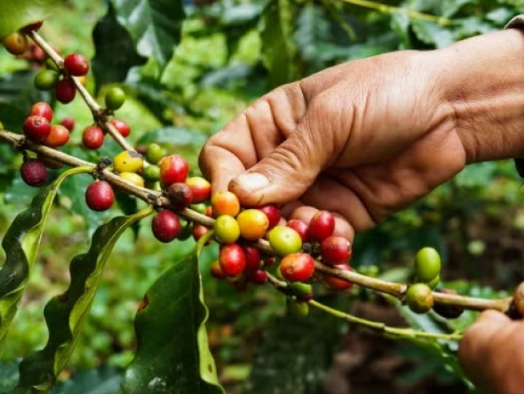 Planta de café sostenible